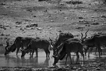 drinking kudu