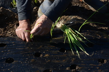 Obraz premium Planting onion seedlings / Kitchen garden