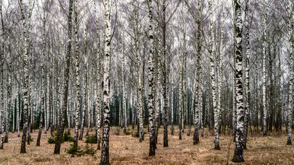 Brzezina © podlaski49