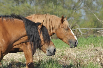 Obraz premium Workhorse. Grazing in the pasture. Meadow in the valley of the Bug.