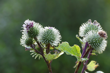 Arctium lappa, commonly called greater burdock, lappa, beggar's buttons, thorny burr, or happy major, traditional medicinal plant