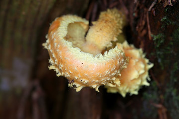Pholiota flammans, commonly known as the yellow pholiota, the flaming Pholiota, or the flame scalecap