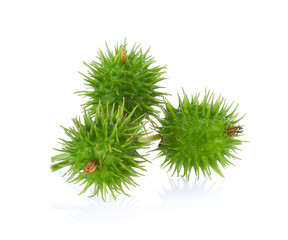 Castor fresh isolated on white background