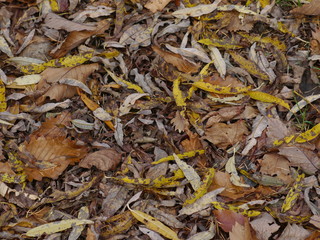 autumn leaves background