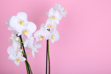 Beautiful white orchid on a pink background