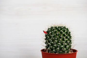 cactus succulent in flower pot on wooden background