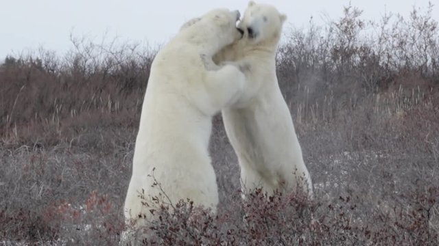 Polar bears sparring in the snow Beautiful shot of 2 polar bears fight and sparring