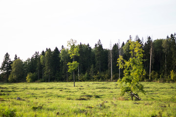 landscape forest nature sky