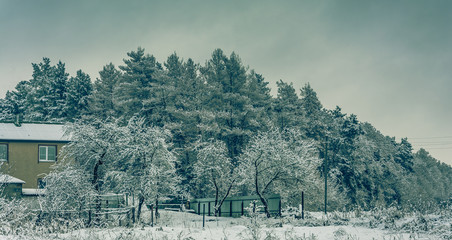 Winter forests