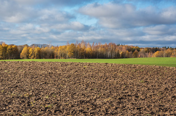 Field with autumnal trees.