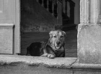 Dog on the doorway.