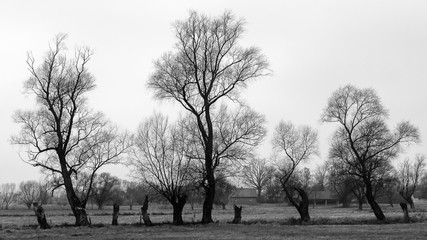 Podlaskie wierzby © podlaski49