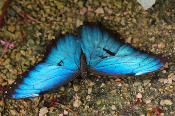 Papillon bleu amazonie