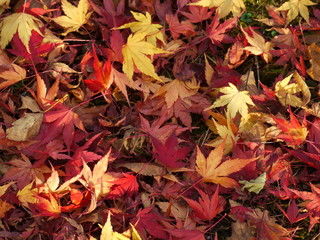 autumn leaves background