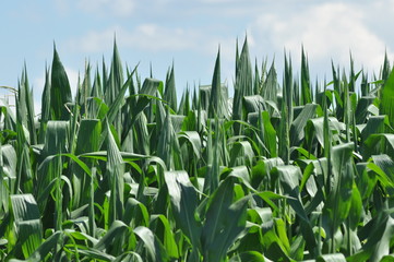 Fototapeta premium Field corn. Leaves of corn on a background of the sky. The growth of the crop. The maturation of the crop.