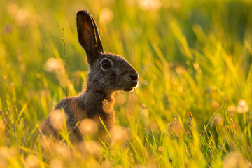 European brown hare (Lepus europaeus)