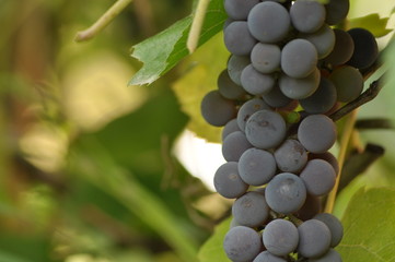Bunch of purple grapes hanging on the vine on a background of green leaves.