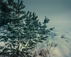 Winter forests