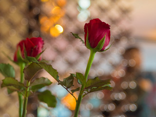 Obraz premium 真紅の薔薇