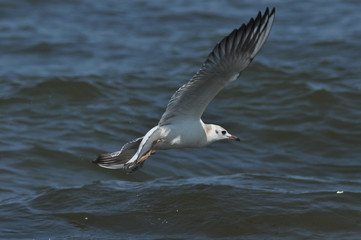 Seagull flying, searching for food over the waves. Baltic Sea in Poland.