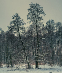 Fototapeta na wymiar Winter forests