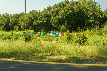 Bee hives in the fields and green trees in background.