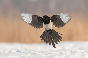 Birds - Common magpie (Pica pica)