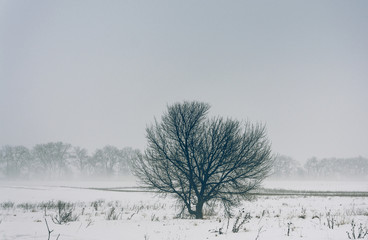 Winter forests