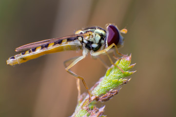 Hoverfly on a thistle