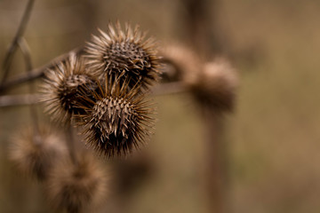 Greater Burdock (Arctium lappa) plant on the blure braun background.Closeup.