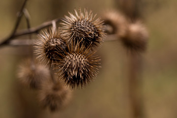Greater Burdock (Arctium lappa) plant on the blure braun background.Closeup.