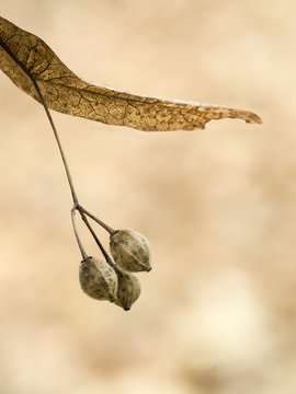 Samen der Linde mit einen Blatt.
