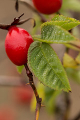 rosehip berries closeup with dew drops on leaves.