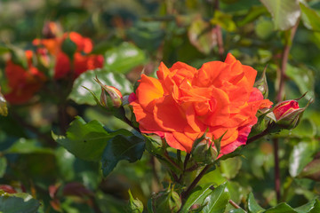 summer altes land near hamburg