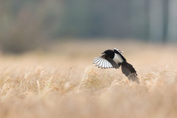 Birds - Common magpie (Pica pica)
