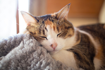 cute calico cat, sleepy triple colored cat