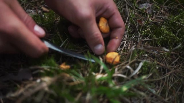 A man cuts with a knife the yellow mushrooms. Chanterelle mushrooms grow in the forest. A young man gathers mushrooms in the forest. Edible mushrooms in the meadow.
