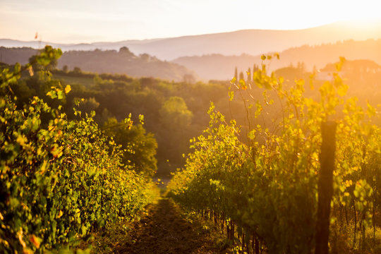 Nice view of countryyard in tuscany with wine produciton and winery concept. Sunset light create a golden and warm landscape to enjoy the beauty of the nature