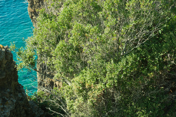 Mountain and sea. coastline with the forest and rock background