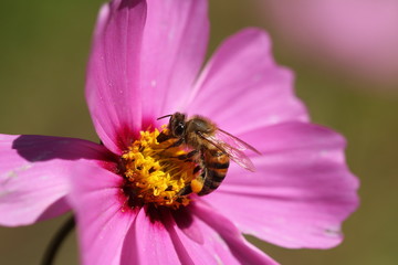 An African honeybee drinking nectar from a cosmos flower while helping with pollination.