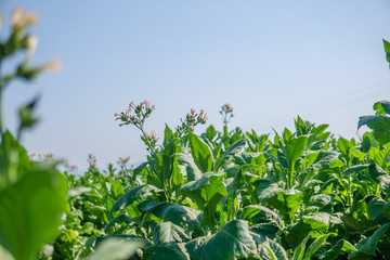 Tobacco field plant landscape. Many tobacco plants.