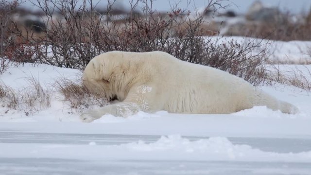 Polar bear stiks his head in the snow Beautiful shot of Polar bear stiks his head in the snow