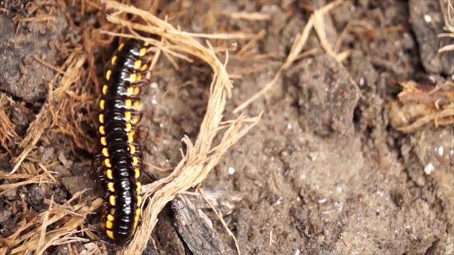 millipede crawling on a dirty soil