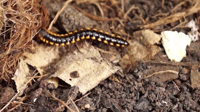 millipede crawling on a dirty soil