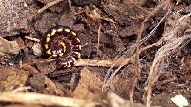 millipede crawling on a dirty soil