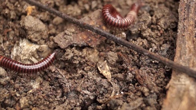 millipede crawling on a dirty soil