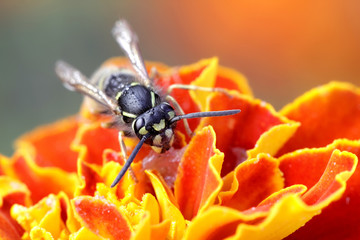 Common yellow-jacket or European wasp, Vespula vulgaris