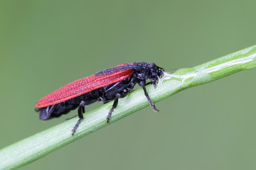 Golden net-winged soldier beetle, Dictyopteris aurora