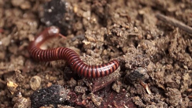 millipede crawling on a dirty soil