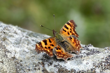 Comma butterfly, Polygonia c-album
